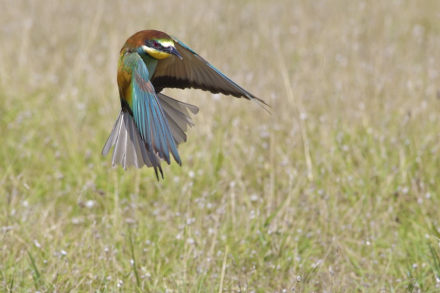 Bee Eater 27